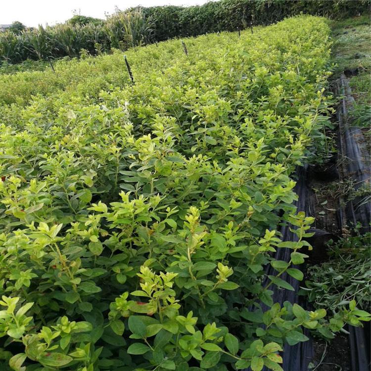 耐地温的蓝金蓝莓苗栽培技术蓝金蓝莓抗寒能力