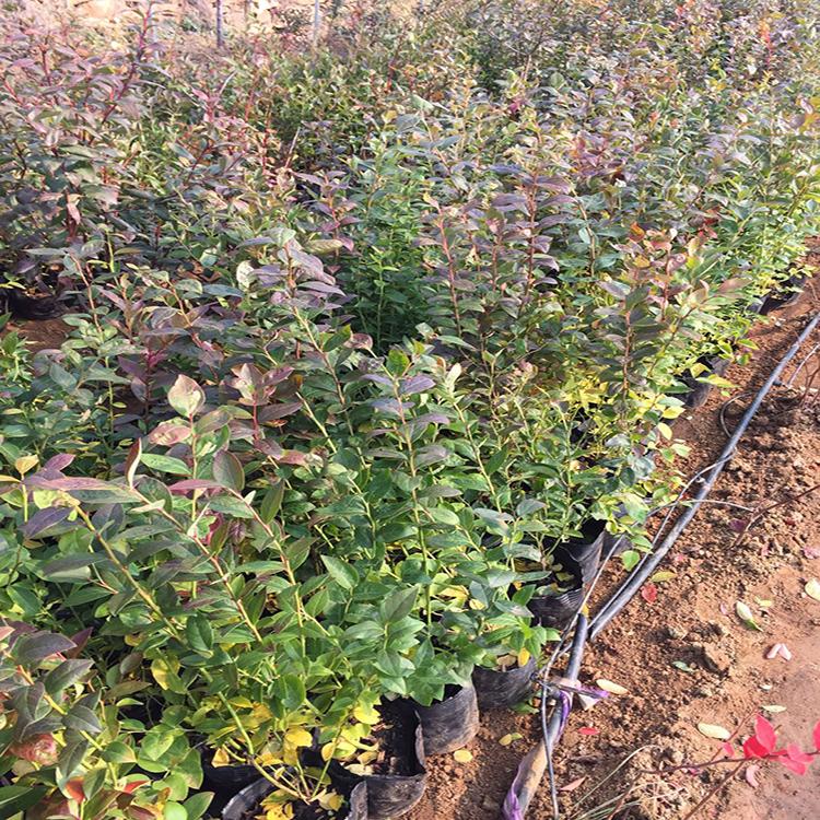 新品种蓝金蓝莓小苗适应的种植地区大果蓝金蓝莓种植技术
