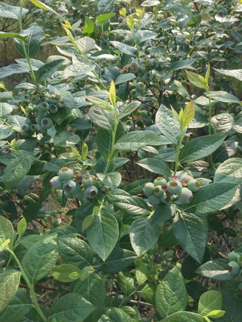 辽宁蓝金蓝莓苗适应种植距离大果蓝金蓝莓种植技术