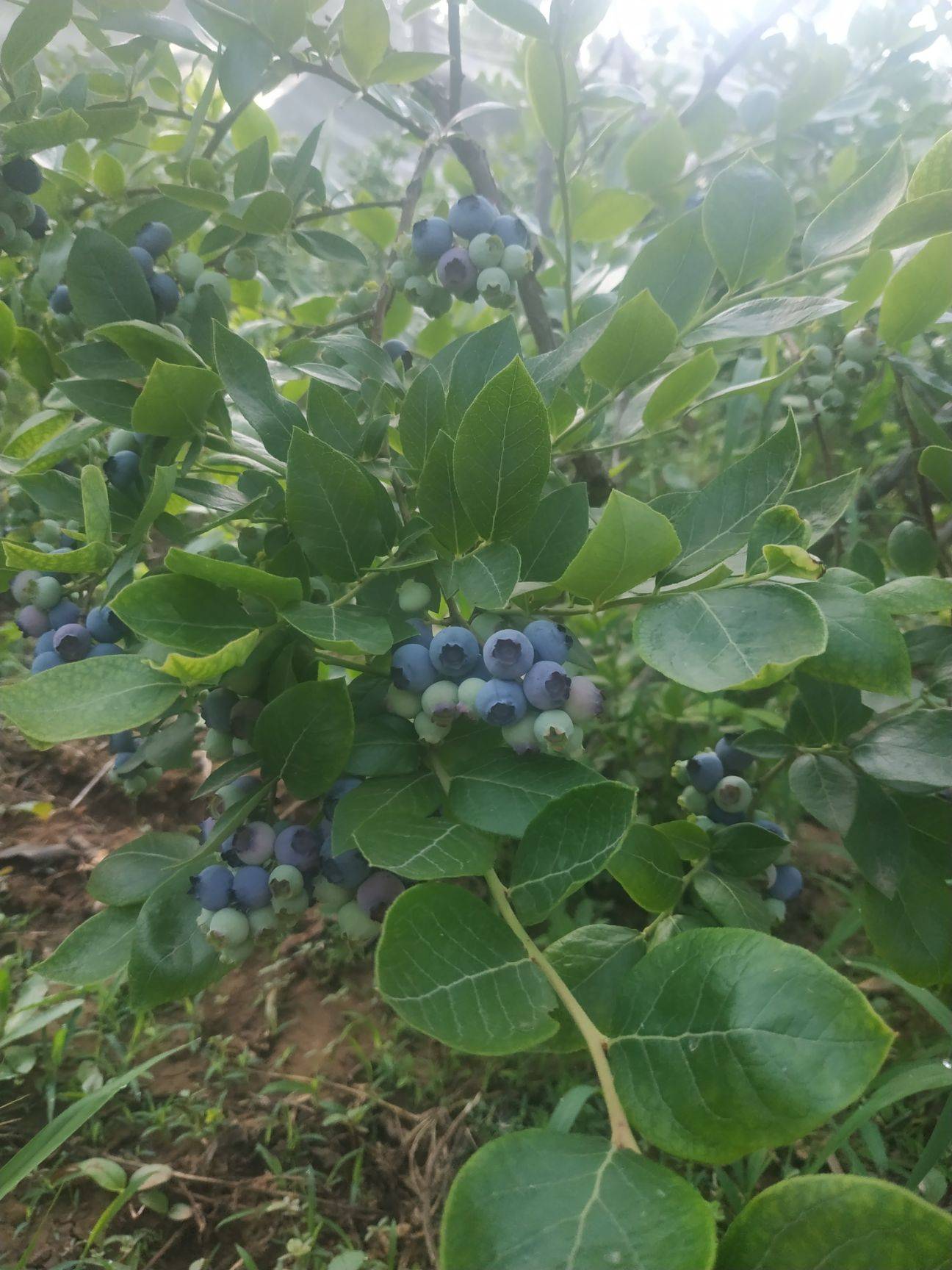 泰安蓝金蓝莓苗栽培技术蓝金蓝莓培养技术