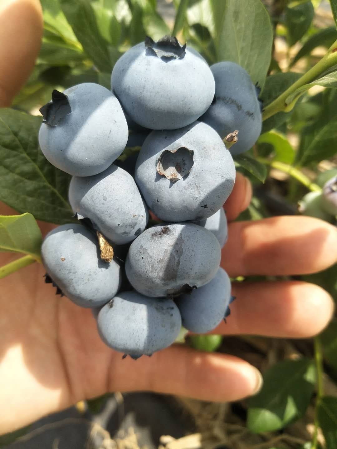 辽宁蓝金蓝莓苗适应种植距离大果蓝金蓝莓种植技术