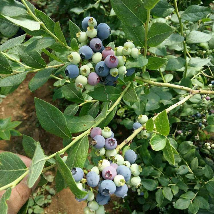 山东蓝金蓝莓苗几年挂果蓝金蓝莓苗自花授粉能力