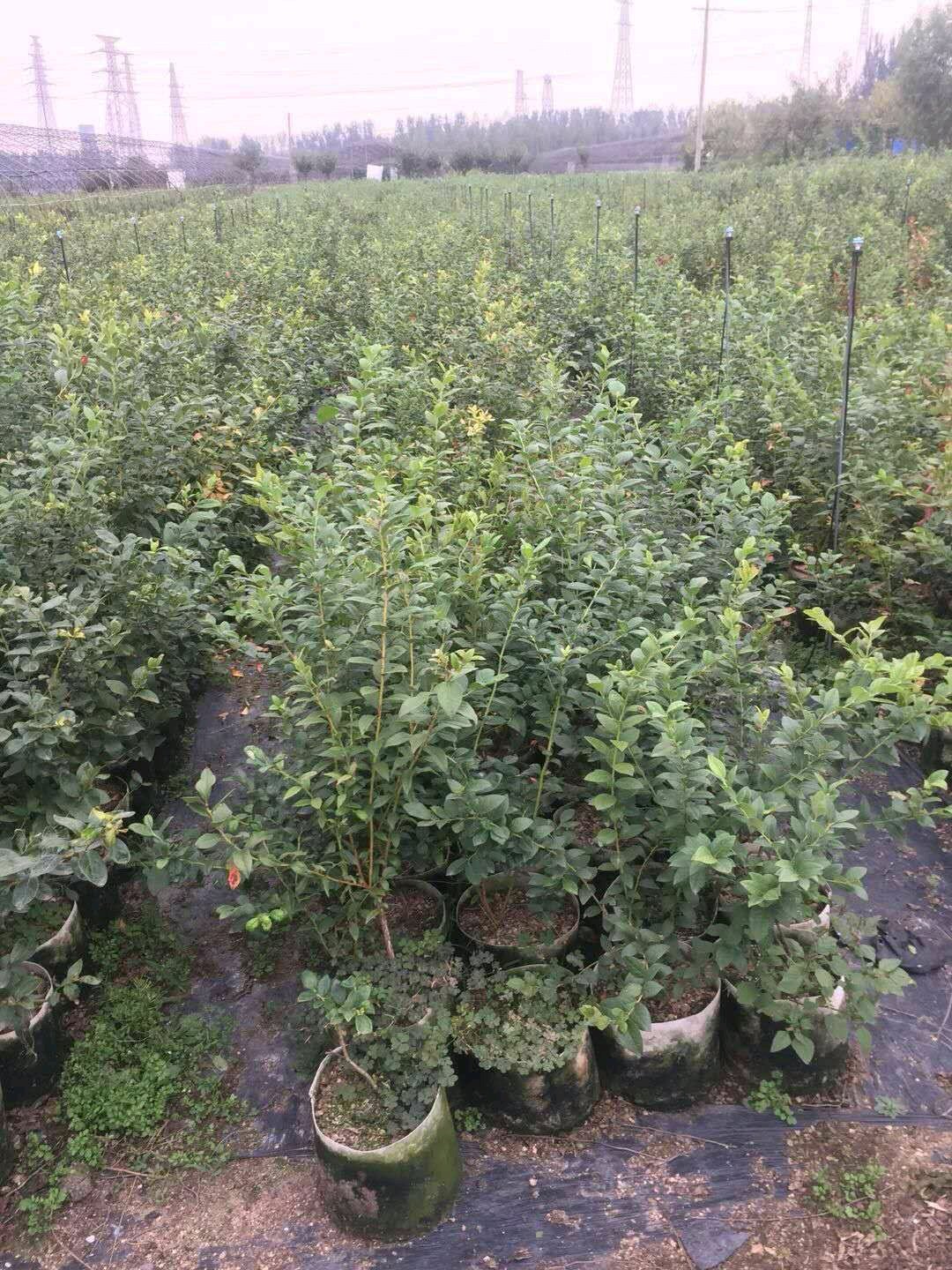 新品种蓝金蓝莓小苗批发基地蓝金蓝莓品种种植季节