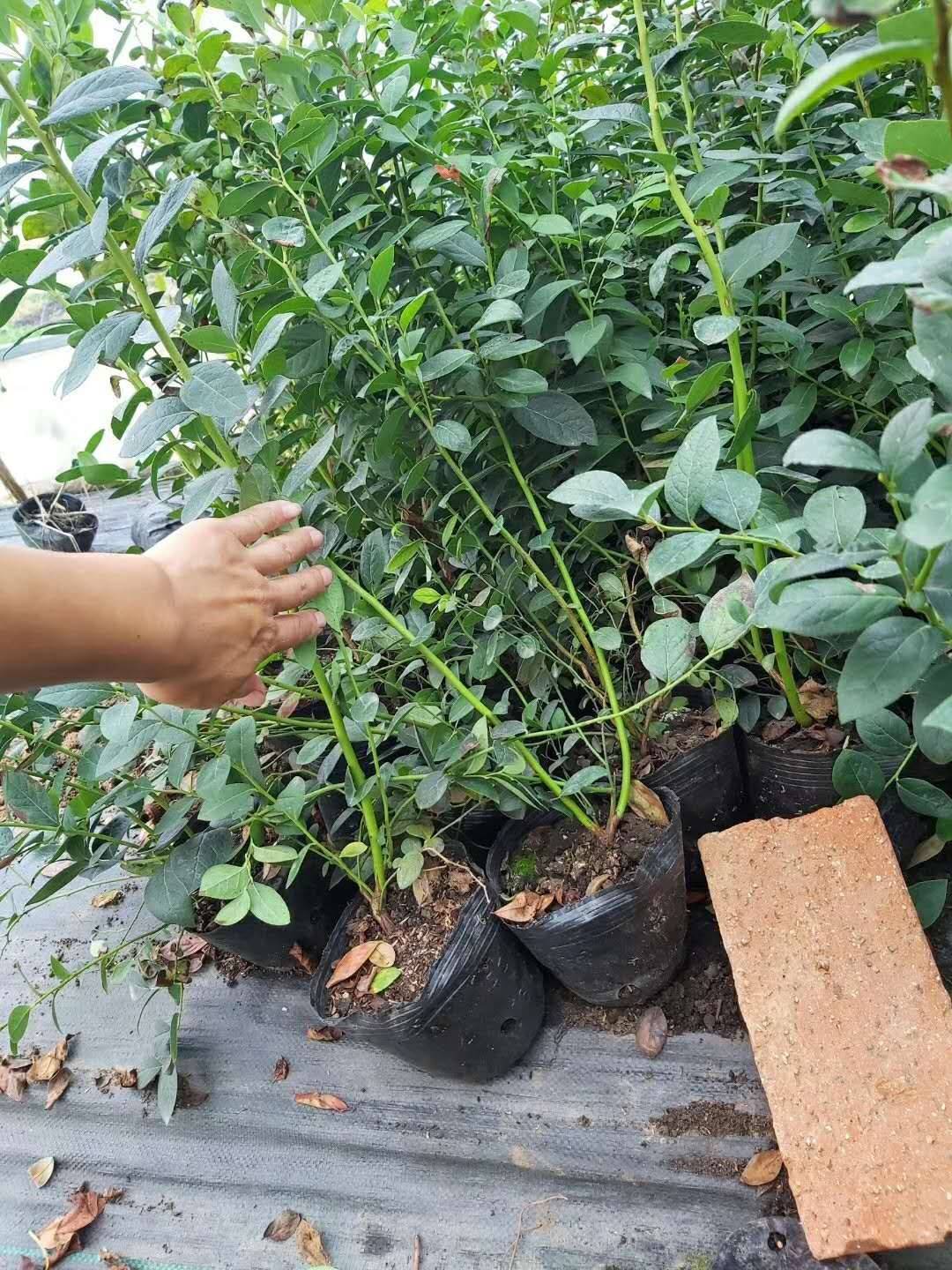 辽宁蓝金蓝莓苗适应种植距离大果蓝金蓝莓种植技术