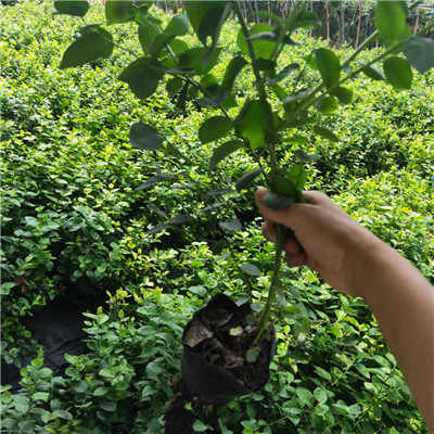 组培大果蓝金蓝莓苗成熟季节蓝金蓝莓品种种植季节