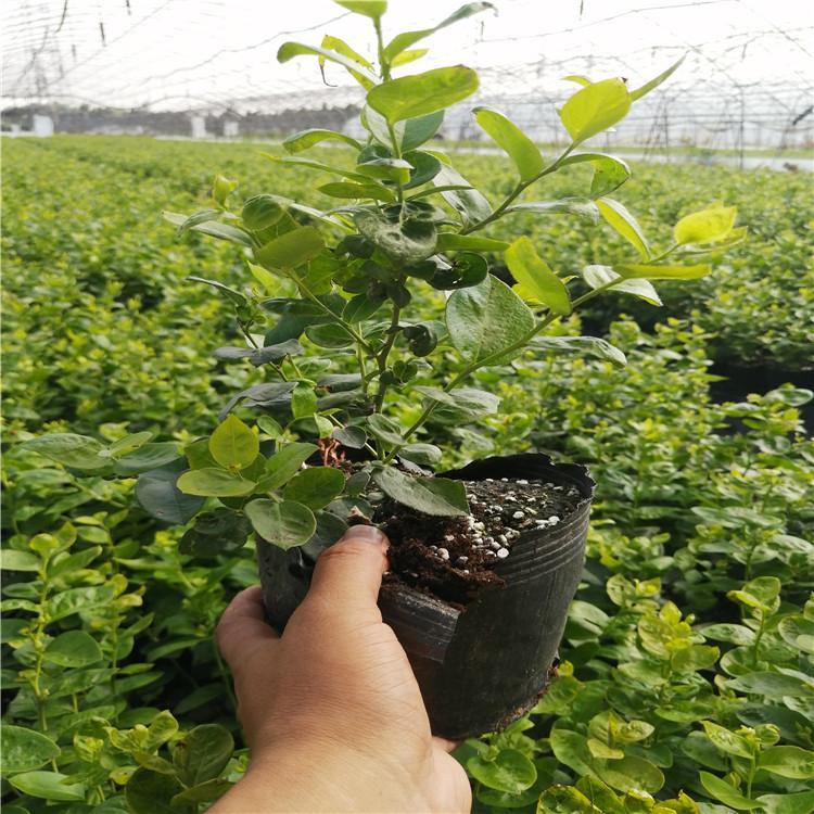 早熟自由藍莓苗施肥技巧自由藍莓種植技術(shù)