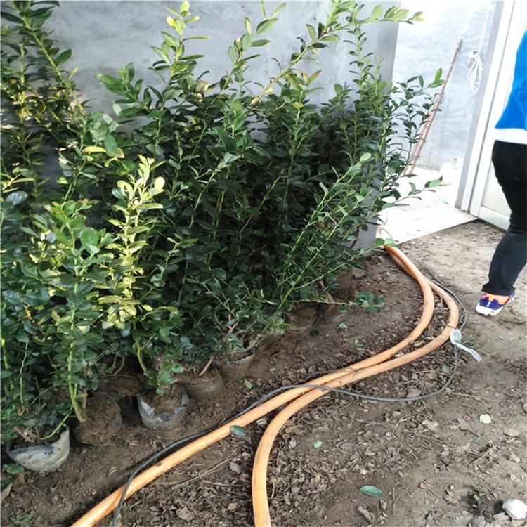 組培脫毒自由藍莓苗大小規格自由藍莓苗價(jià)格