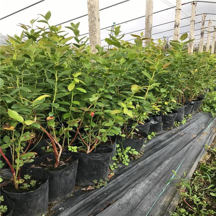 組培脫毒自由藍莓苗大小規格自由藍莓苗價(jià)格