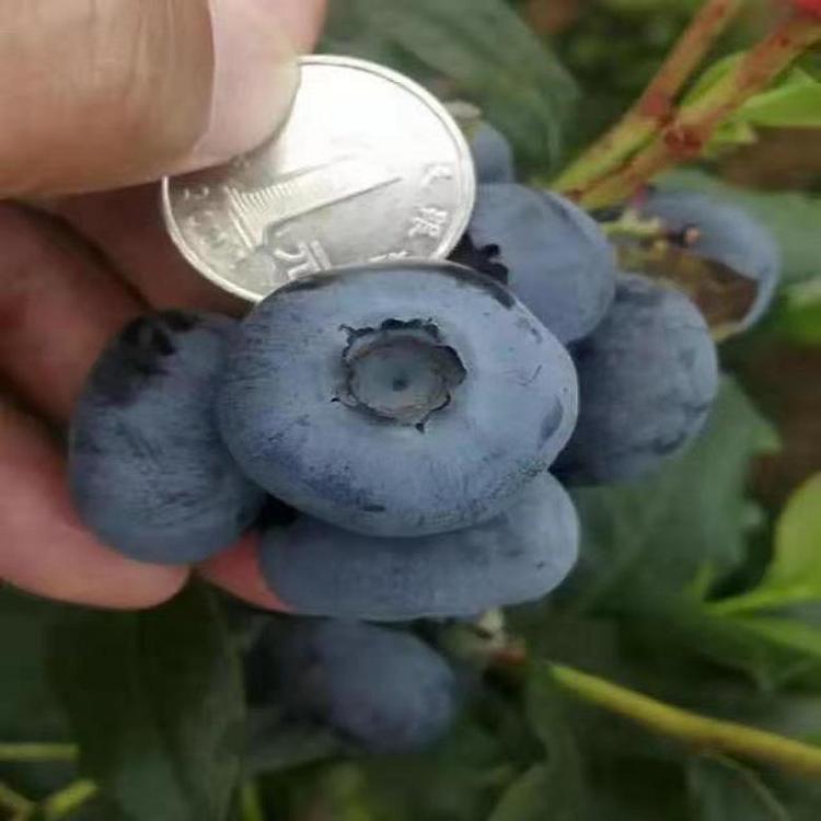 早熟自由藍莓苗施肥技巧自由藍莓種植技術(shù)