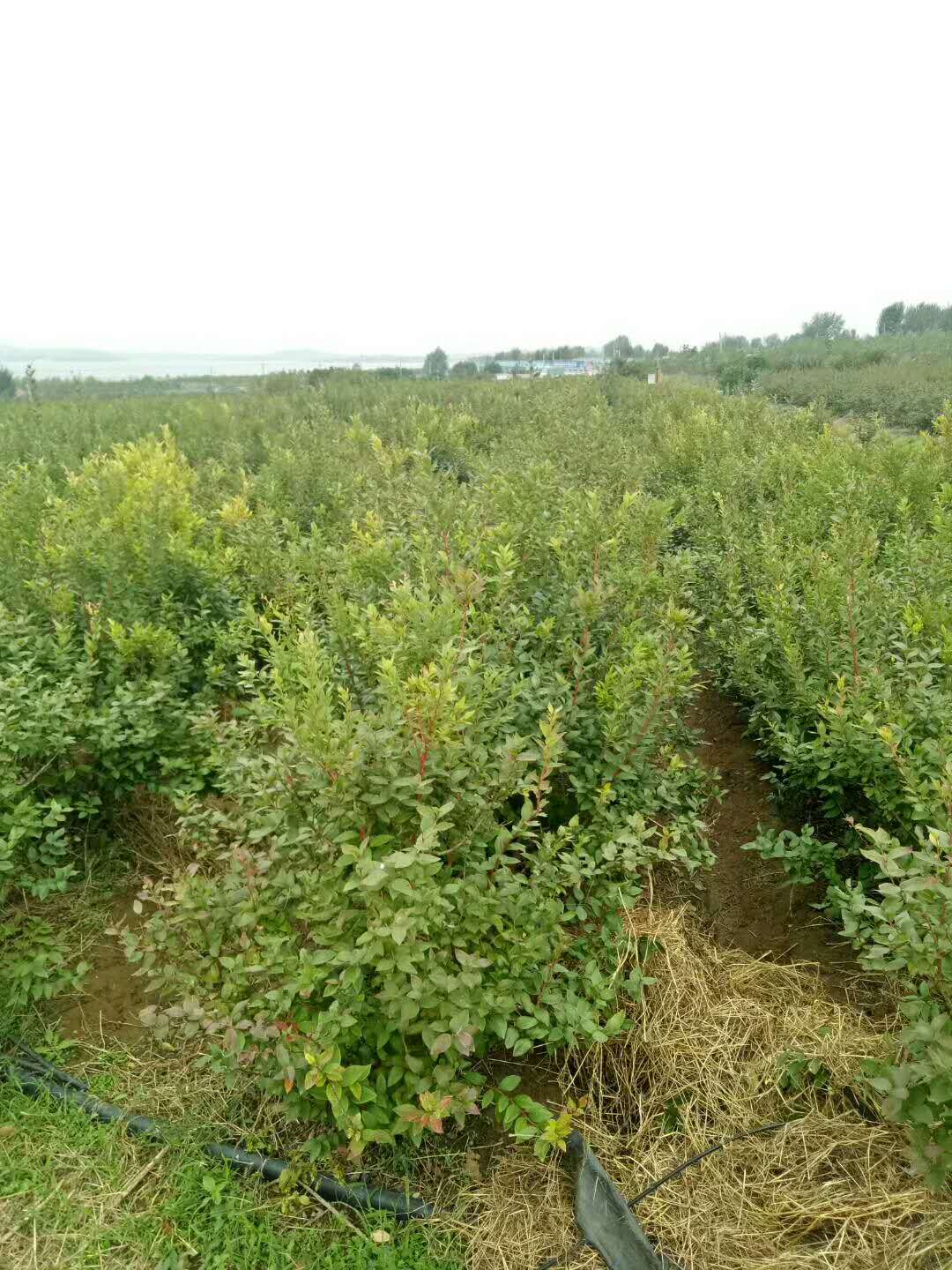 大果自由藍(lán)莓品種大型培育基地自由藍(lán)莓種植技術(shù)