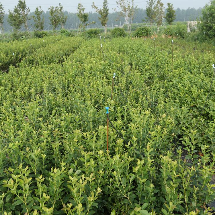 大果自由蓝莓管理技术自由蓝莓培养技术