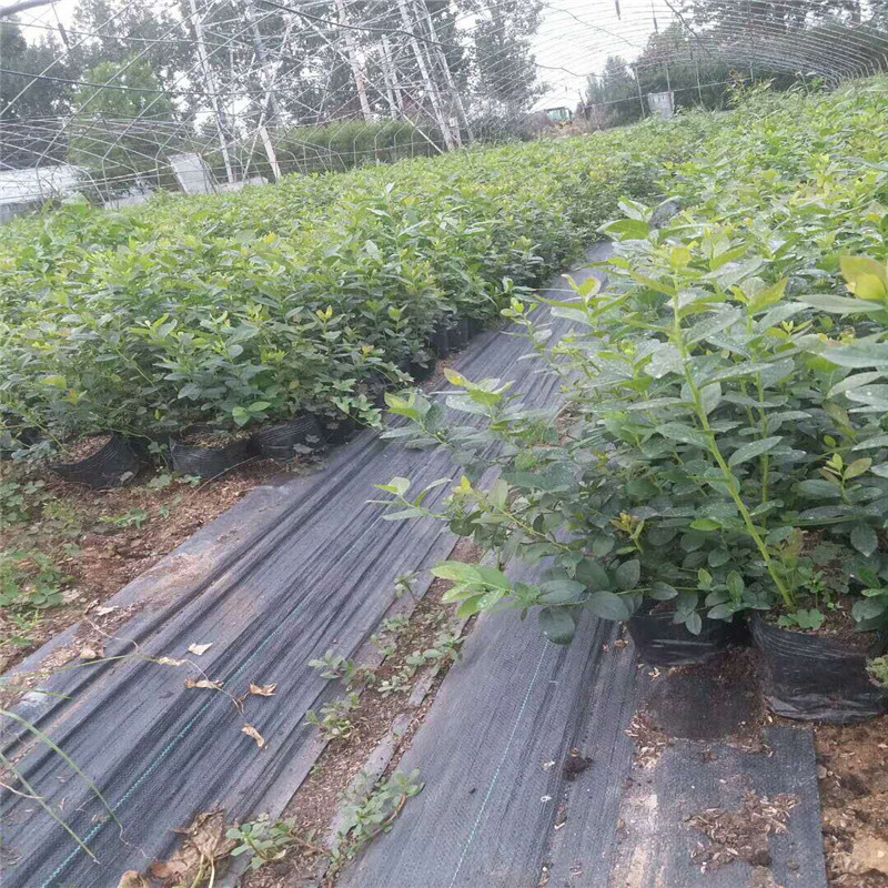 組培脫毒自由藍莓苗大小規格自由藍莓苗價(jià)格