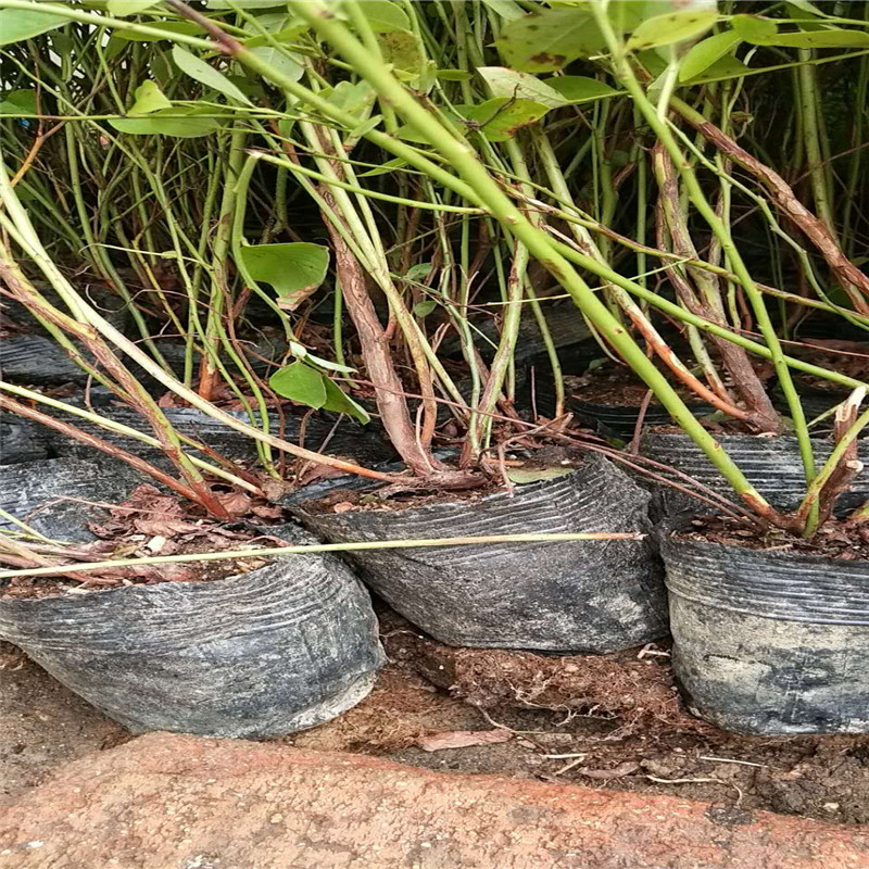 大果自由藍莓品種施肥方法自由藍莓苗一顆價格