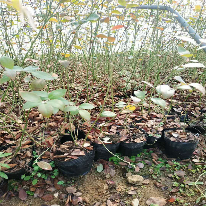 山東自由藍莓苗價(jià)格優(yōu)惠自由藍莓抗寒能力