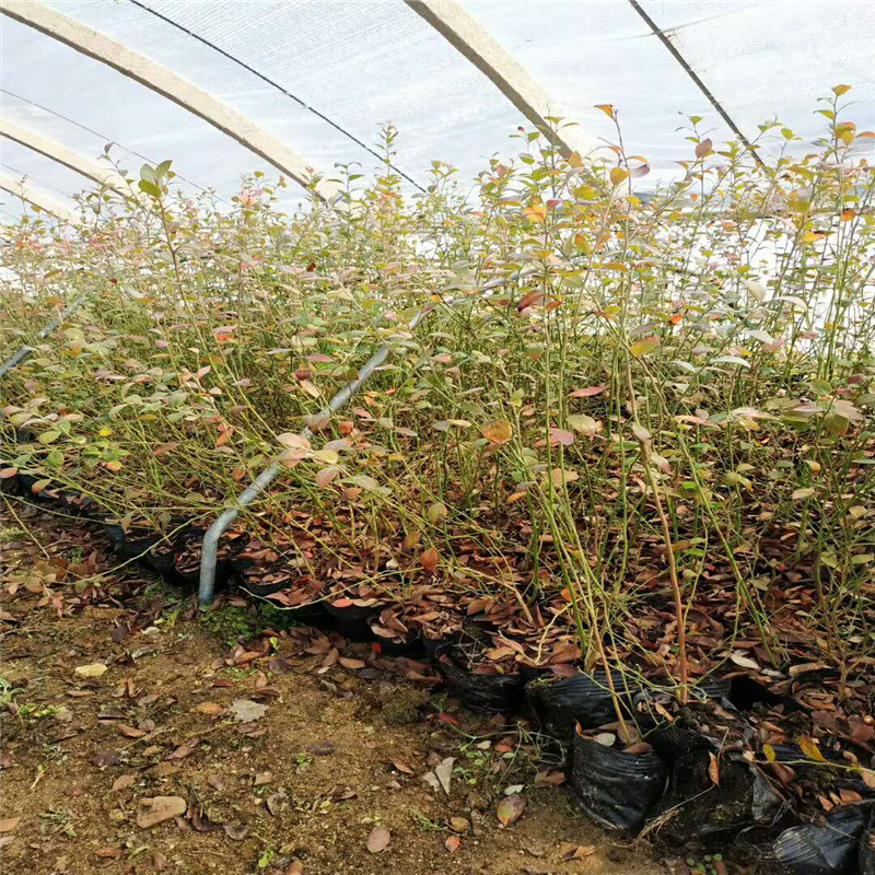 耐地温的自由蓝莓苗适应的种植地区自由蓝莓口感如何