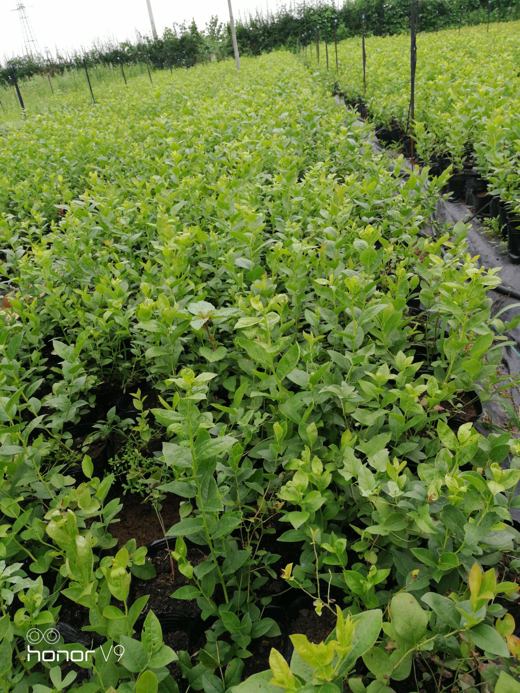 早熟自由藍莓苗施肥技巧自由藍莓種植技術(shù)