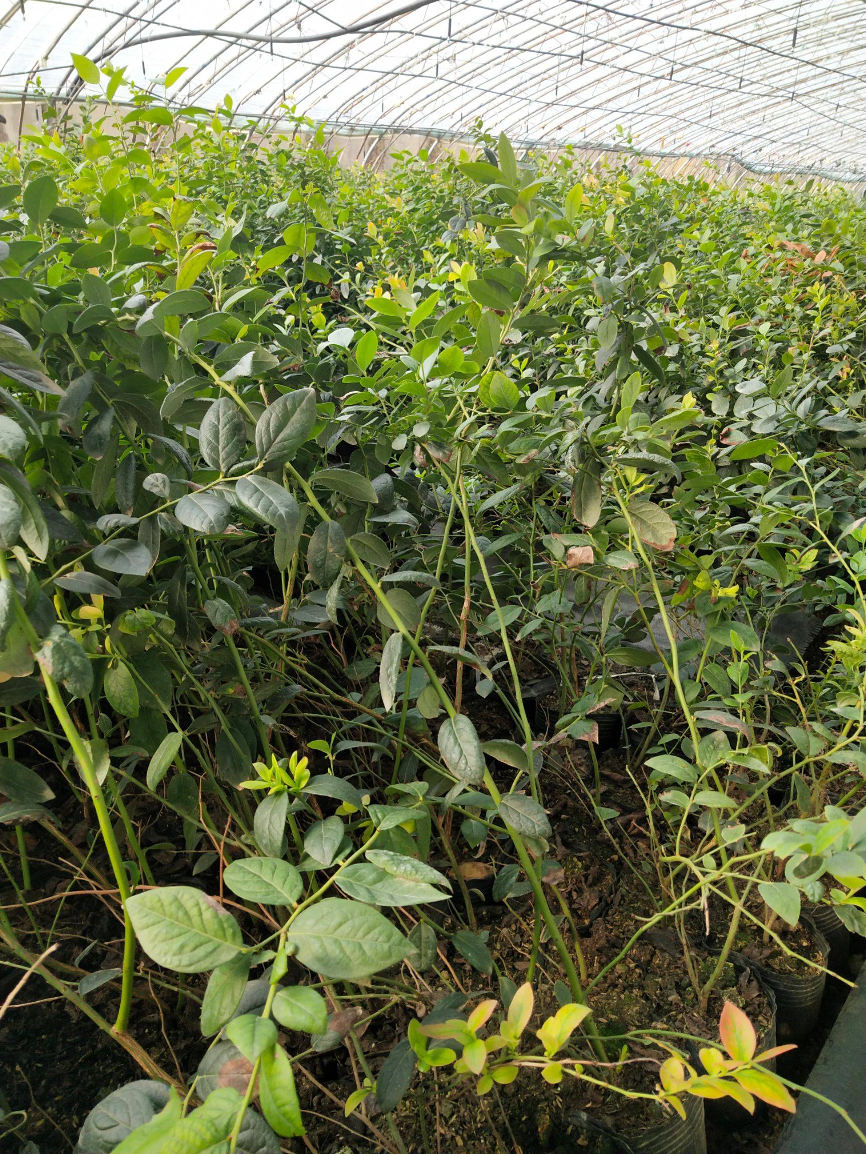 大果自由藍(lán)莓品種大型培育基地自由藍(lán)莓種植技術(shù)