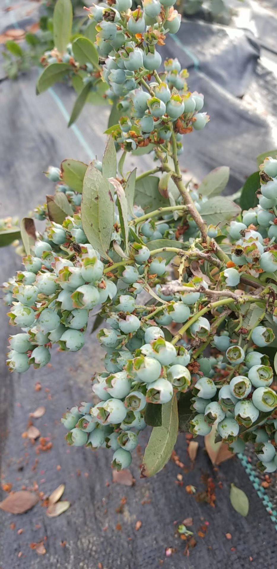 耐地温的自由蓝莓苗适应的种植地区自由蓝莓口感如何