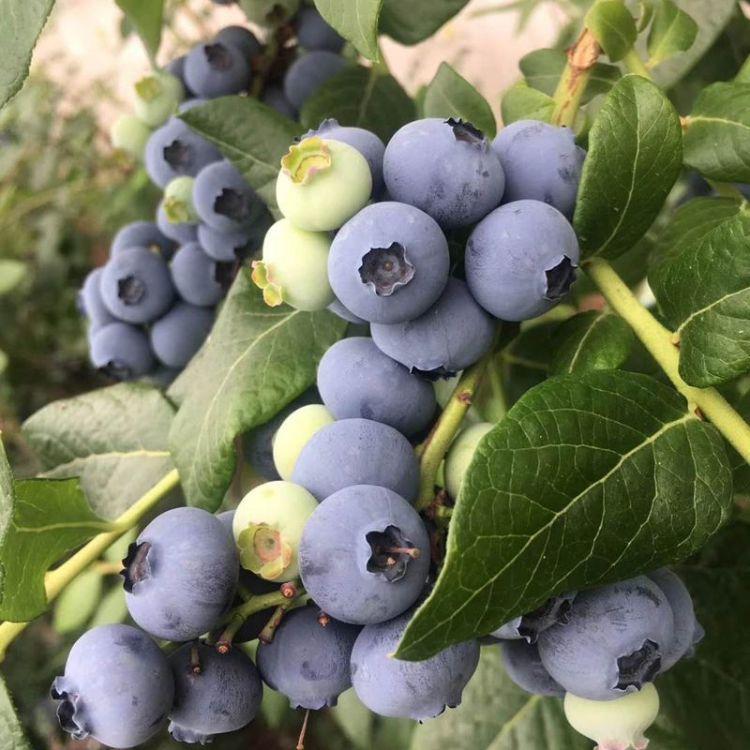 組培脫毒自由藍莓苗大小規格自由藍莓苗價(jià)格