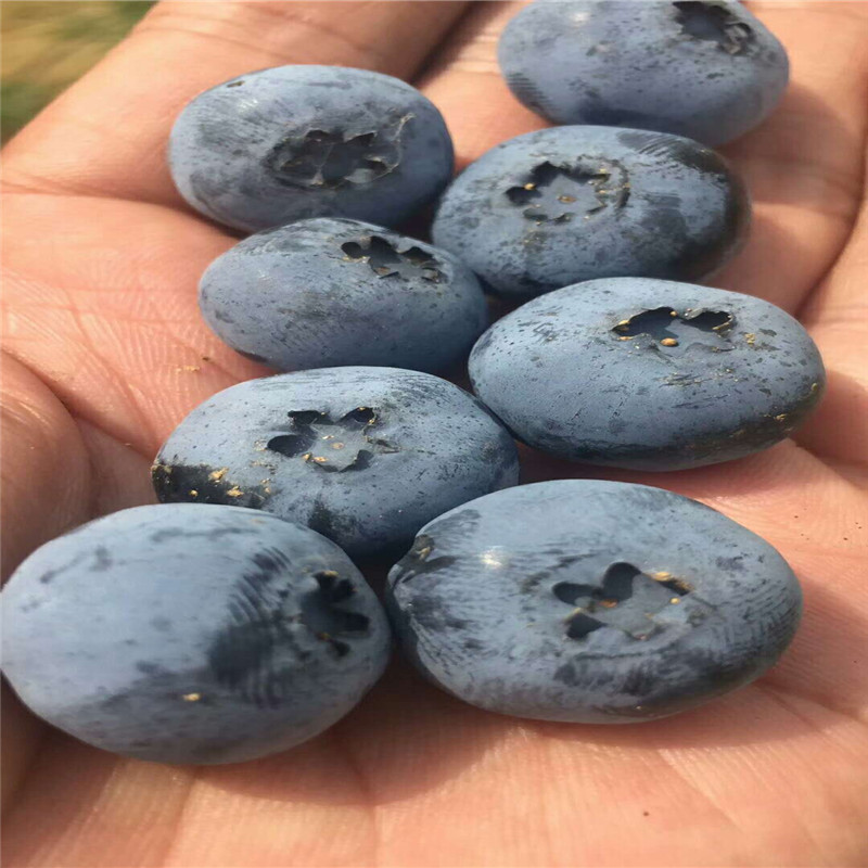 大果自由藍(lán)莓品種大型培育基地自由藍(lán)莓種植技術(shù)