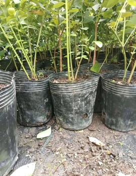 大果自由藍(lán)莓品種特性自由藍(lán)莓品種種植季節(jié)