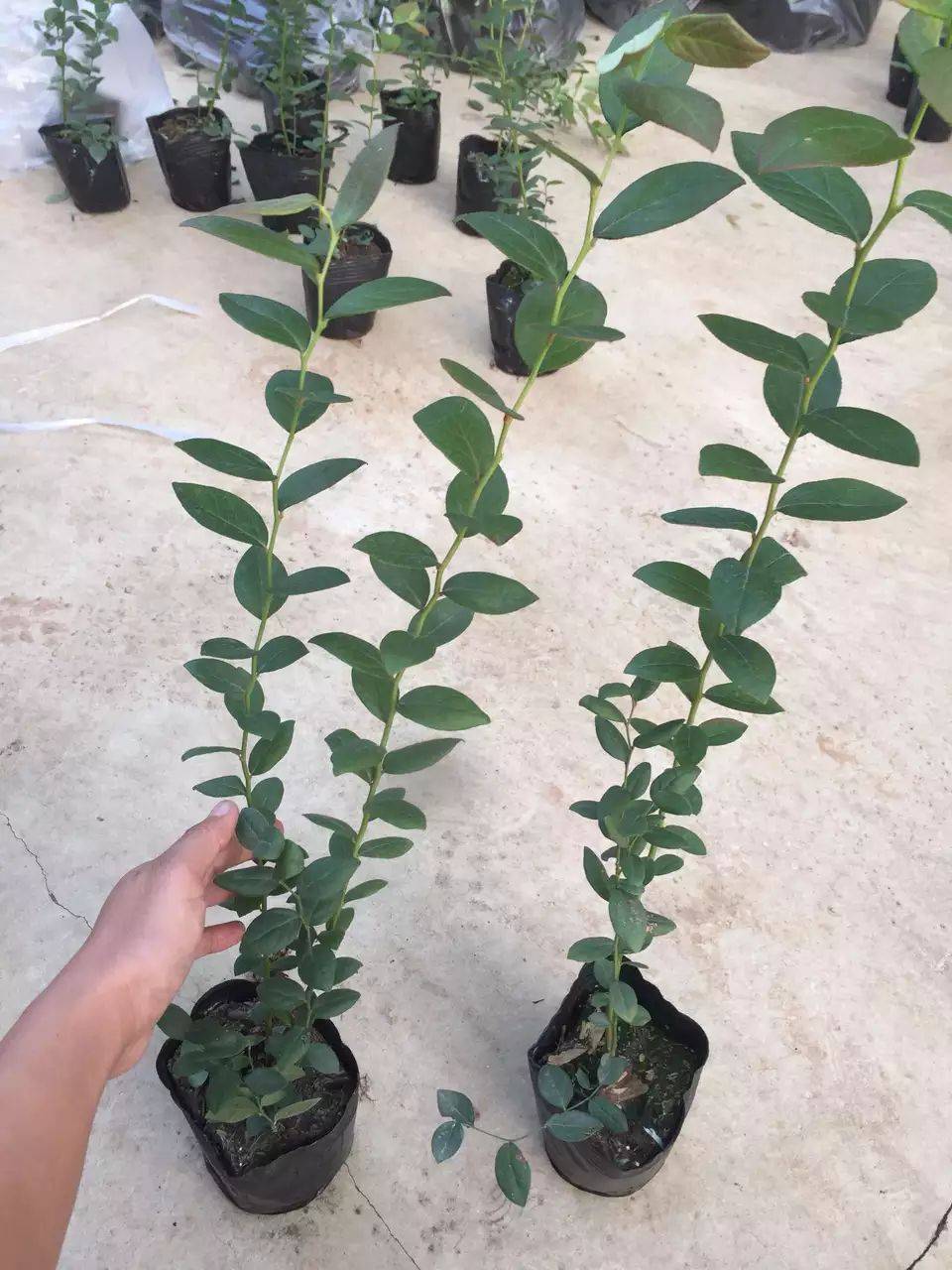 大果自由藍(lán)莓品種大型培育基地自由藍(lán)莓種植技術(shù)