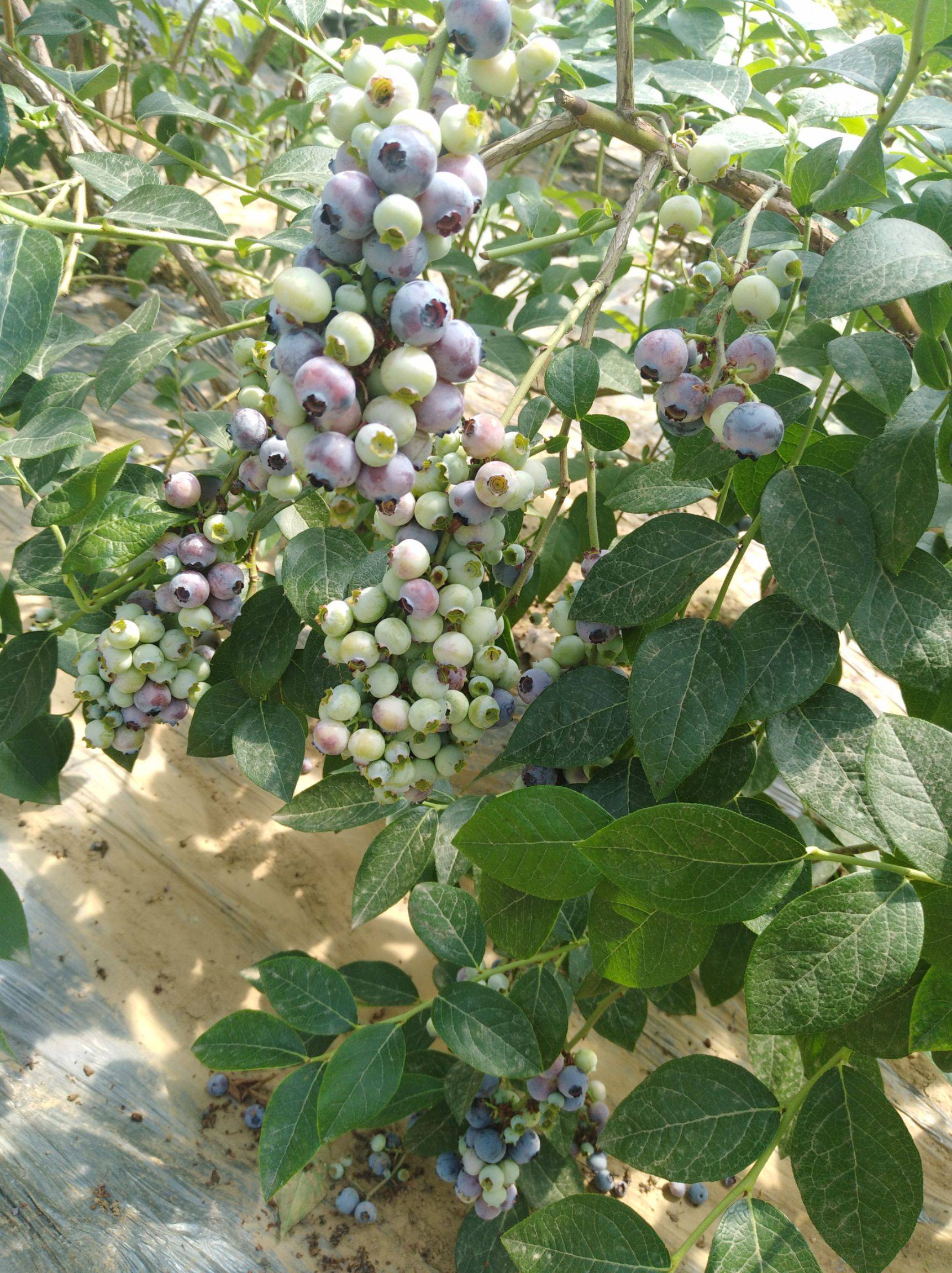 組培脫毒自由藍(lán)莓苗品種自由藍(lán)莓培養(yǎng)技術(shù)