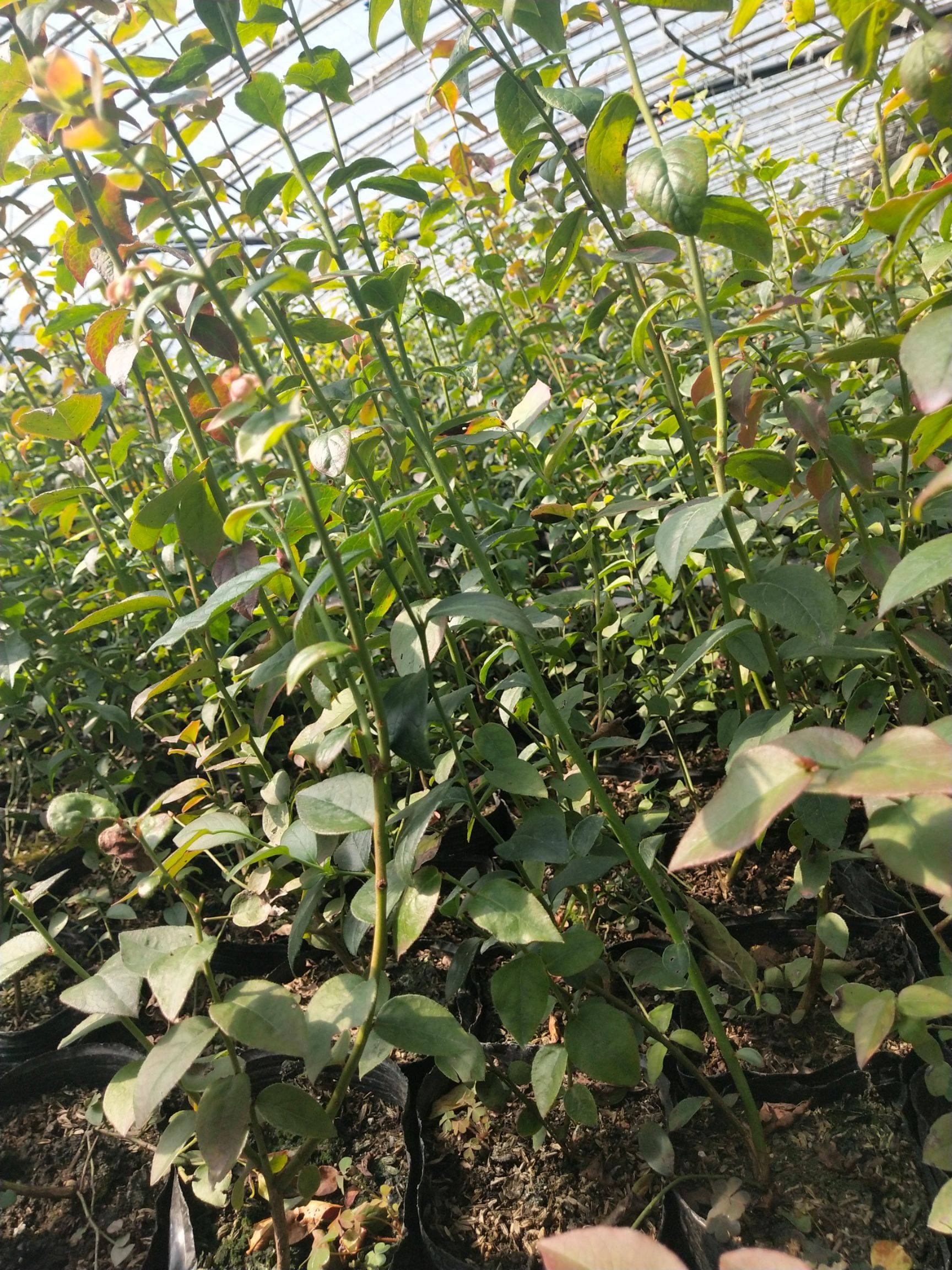 山東自由藍莓苗價(jià)格優(yōu)惠自由藍莓抗寒能力