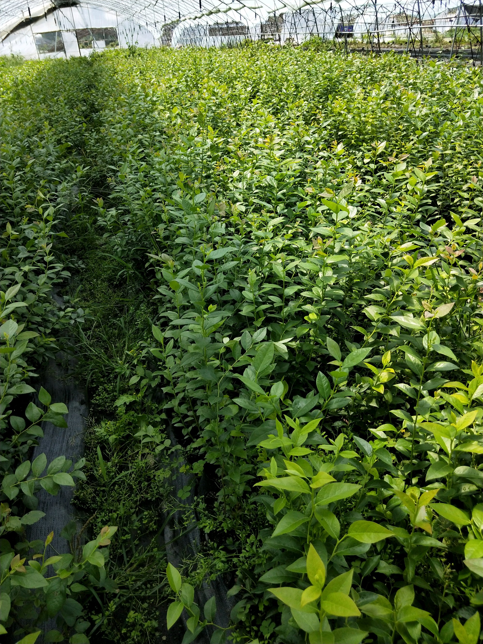 組培脫毒自由藍(lán)莓苗品種自由藍(lán)莓培養(yǎng)技術(shù)