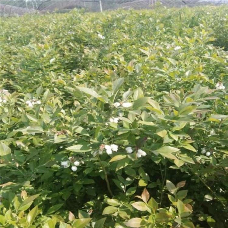 大果自由藍(lán)莓品種根系發(fā)達(dá)自由藍(lán)莓苗好管理嗎