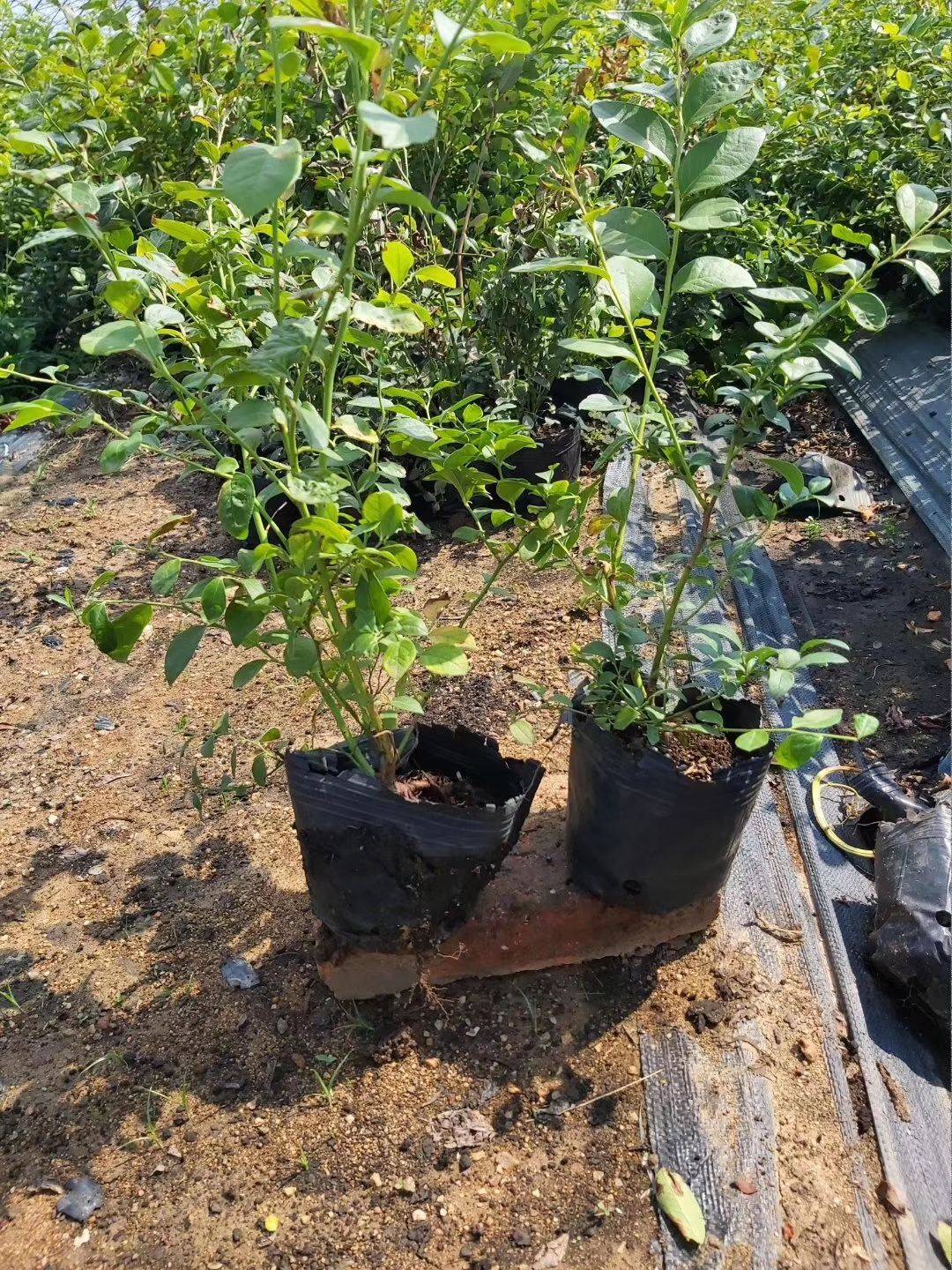 自由藍莓新品種幾年掛果自由藍莓口感如何
