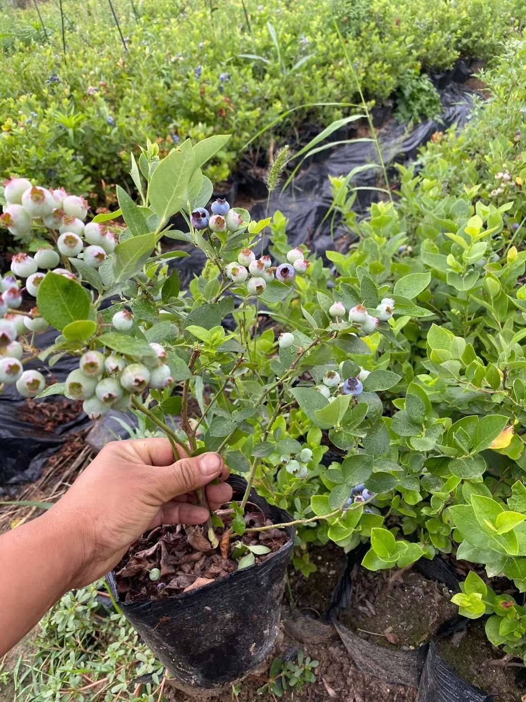 大果自由蓝莓管理技术自由蓝莓培养技术