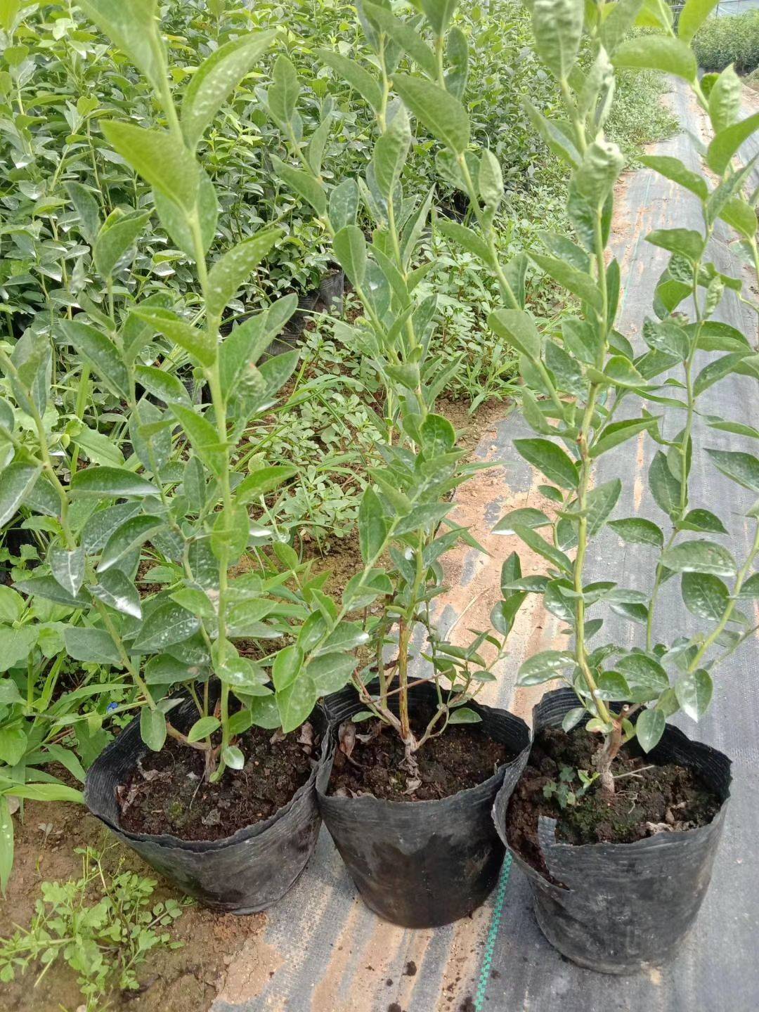 大果自由藍(lán)莓品種大型培育基地自由藍(lán)莓種植技術(shù)