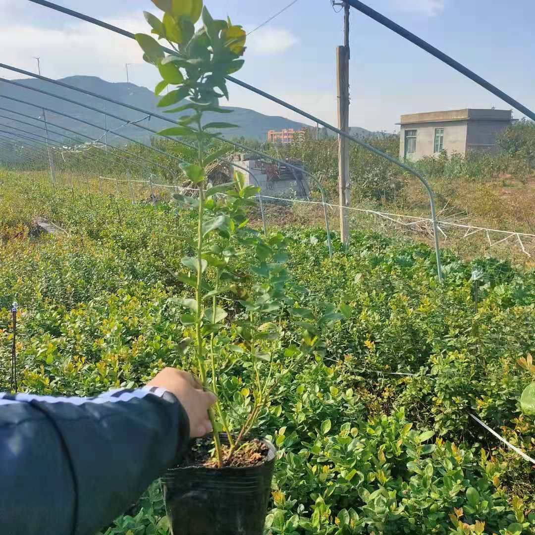 天后藍莓苗生產(chǎn)商  泰安愛科  嘉峪關天后藍莓苗