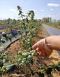 法新藍莓苗生產商泰安愛科大慶法新藍莓苗圖片