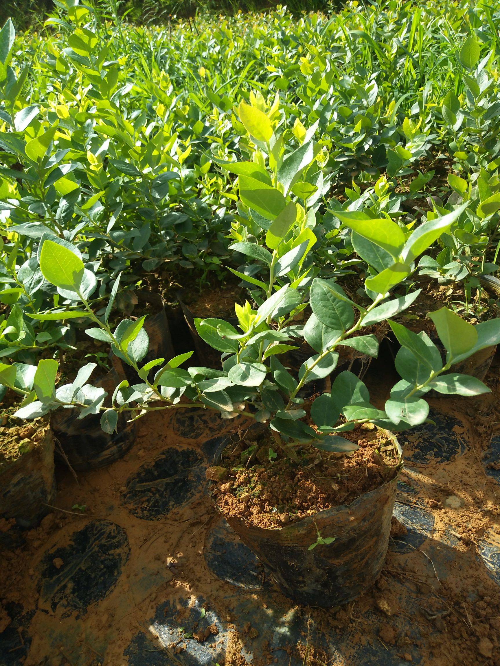 瑞卡藍莓苗基地  泰安愛科  九龍坡瑞卡藍莓苗