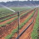低压灌溉管道厂家图