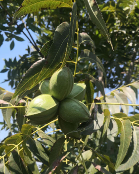 河北美国碧根果种植价格