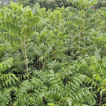 安徽美国碧根果种植基地