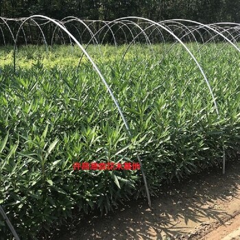 山東1米5夾竹桃種苗批發(fā)