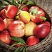 山西省运城水果特产—油桃，生鲜水果，含糖量高，营养丰富