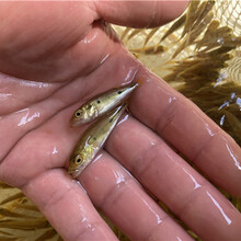 天津巴西亞魚苗專業養殖圖片