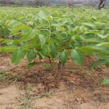 烟台核桃树苗种植图片