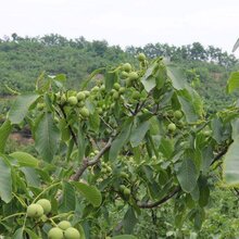 沈阳核桃树苗种植技术图片