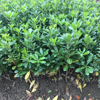 密云綠化樹種苗