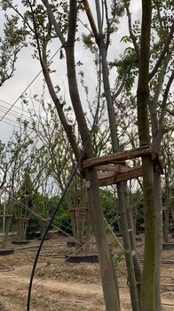 濟寧叢生樸樹基地