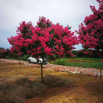 毕节红花紫薇基地