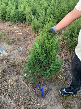 巴中蜀檜苗基地