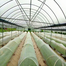 蔬菜植物防虫网抗老化温室大棚专用网