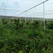 蔬菜植物大棚防虫网果园围网温室大棚专用网